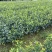 嫁接油茶杯苗