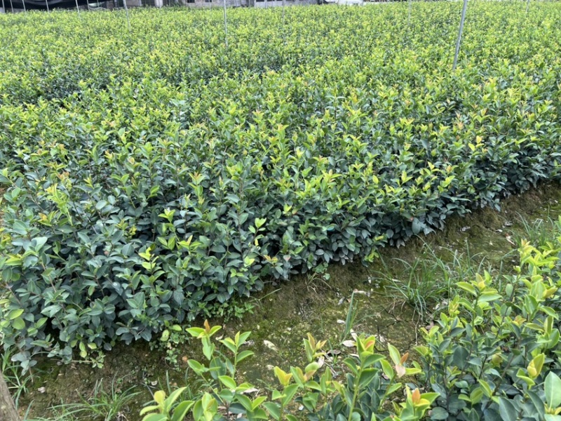 嫁接油茶杯苗