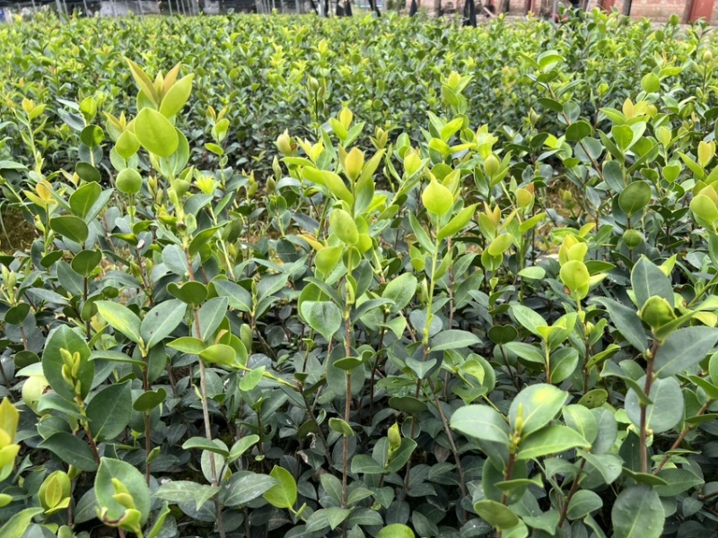 嫁接油茶杯苗