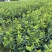 嫁接油茶杯苗