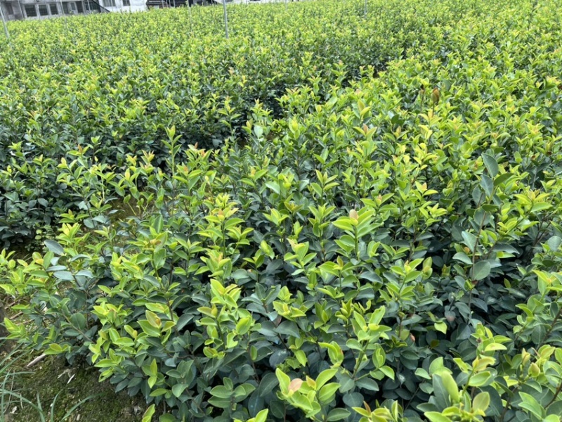 嫁接油茶杯苗