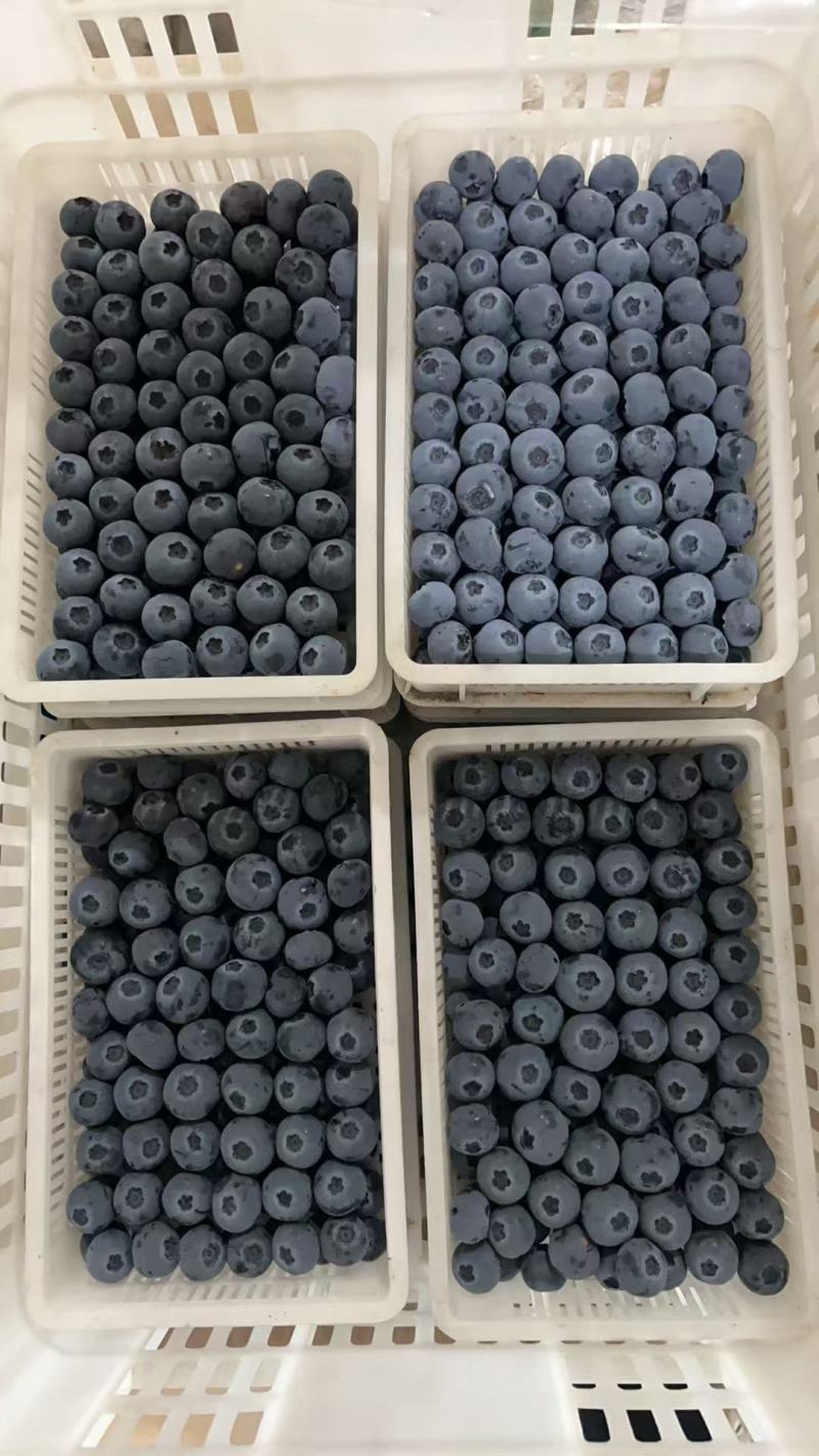 山东莒县蓝莓产地直发保质保量代发全国花香l25蓝莓