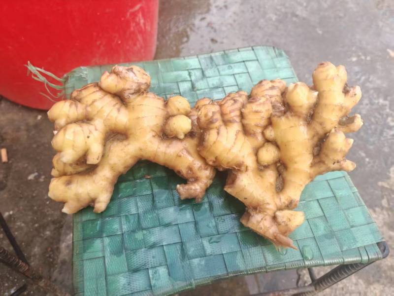 贵州老黄姜
