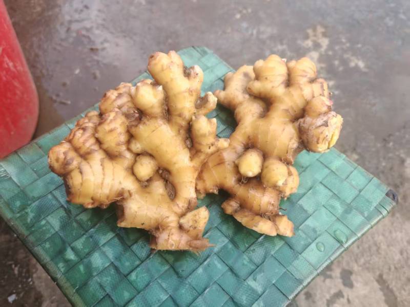 贵州老黄姜