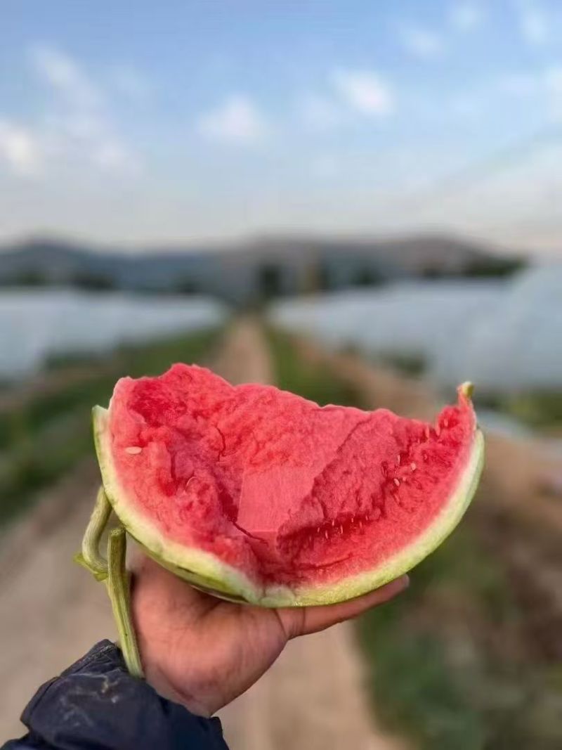 可直供，盒马，永辉，规格你说了算，可开发票，大棚无籽美都