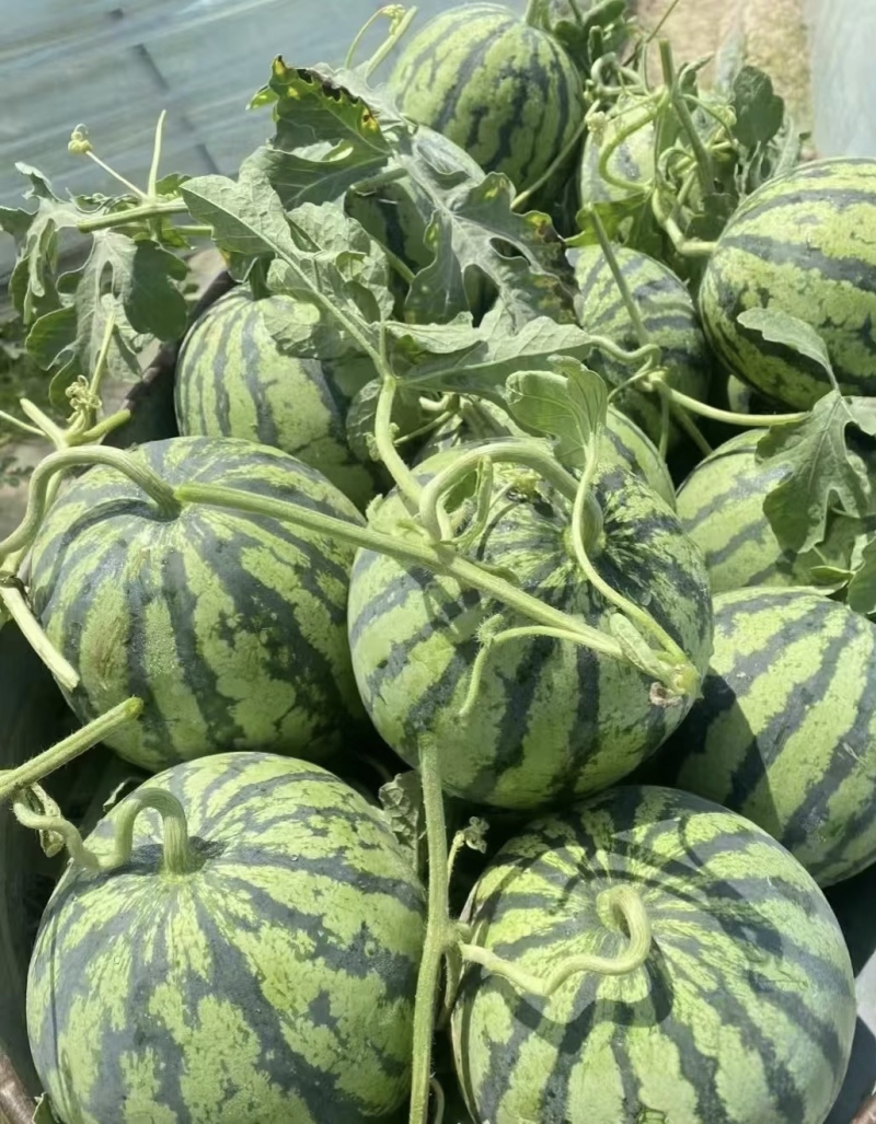 可直供，盒马，永辉，规格你说了算，可开发票，大棚无籽美都