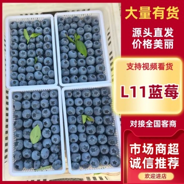 莒县L11蓝莓脆甜可口个头饱满品质好价格优