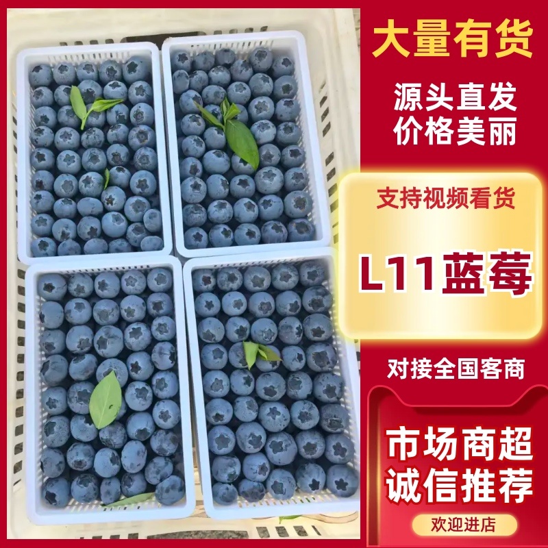 莒县L11蓝莓脆甜可口个头饱满品质好价格优