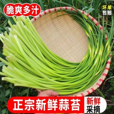 云南省大理州新鲜蒜苔，大量上市全国发货，欢迎沟通