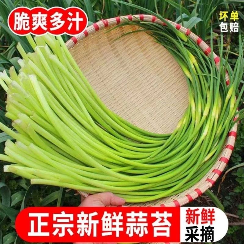云南省大理州新鲜蒜苔，大量上市全国发货，欢迎沟通