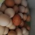 土鸡蛋