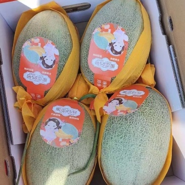 《晓蜜25哈密瓜》精品货源/产地直发/保质保量/整车批发