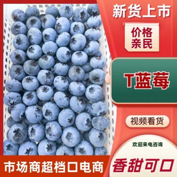 山东日照T蓝莓产地现货一手货源对接市场商超团购