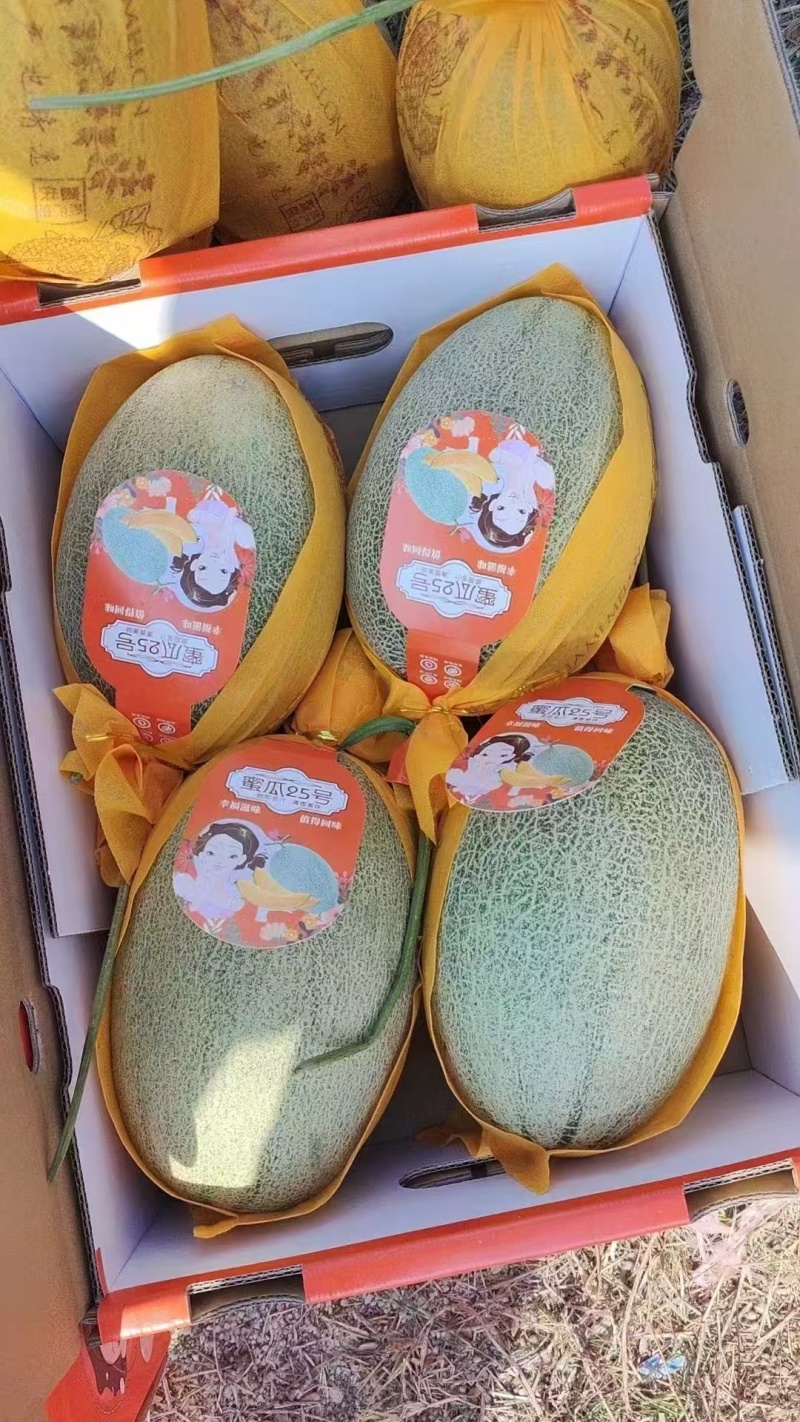 《晓蜜25哈密瓜》精品货源/产地直发/保质保量/整车批发