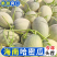《晓蜜25哈密瓜》精品货源/产地直发/保质保量/整车批发