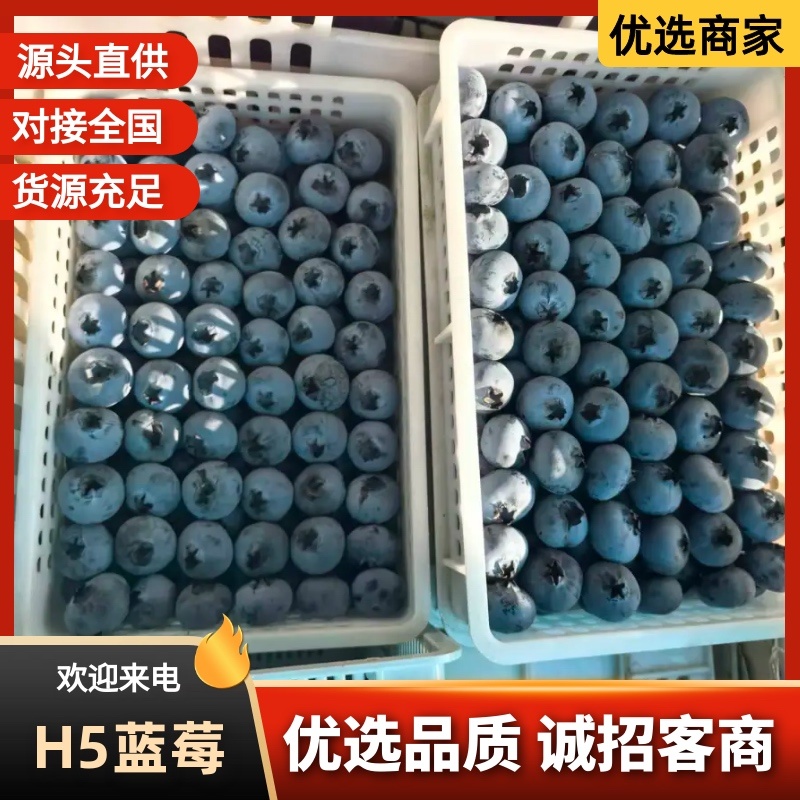 山东蓝莓H5蓝莓规格齐全品质好可发往全国欢迎