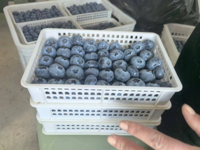 山东蓝莓H5蓝莓规格齐全品质好可发往全国欢迎