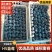 山东蓝莓H5蓝莓规格齐全品质好可发往全国欢迎