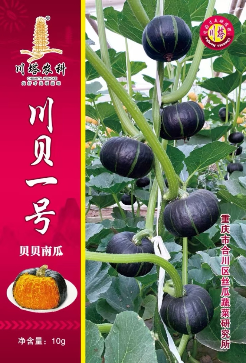 贝贝南瓜种子川贝一号黑贝贝南瓜