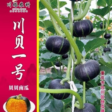 贝贝南瓜种子川贝一号黑贝贝南瓜