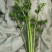新野大棚芹菜大量上市支持各种包装