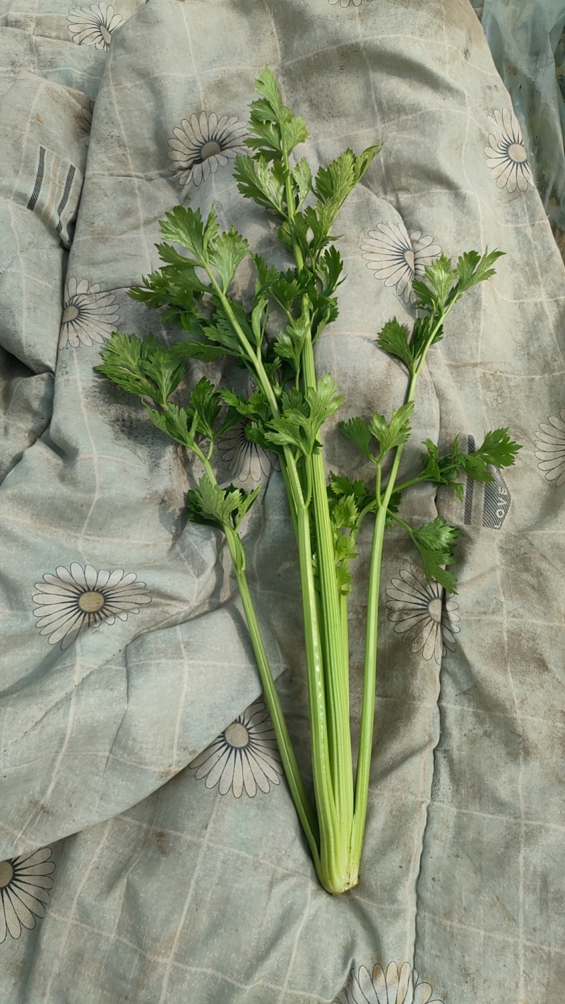 新野大棚芹菜大量上市支持各种包装