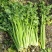 新野大棚芹菜大量上市支持各种包装