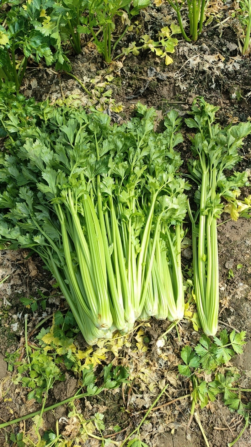 新野大棚芹菜大量上市支持各种包装
