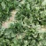 新野大棚芹菜大量上市支持各种包装