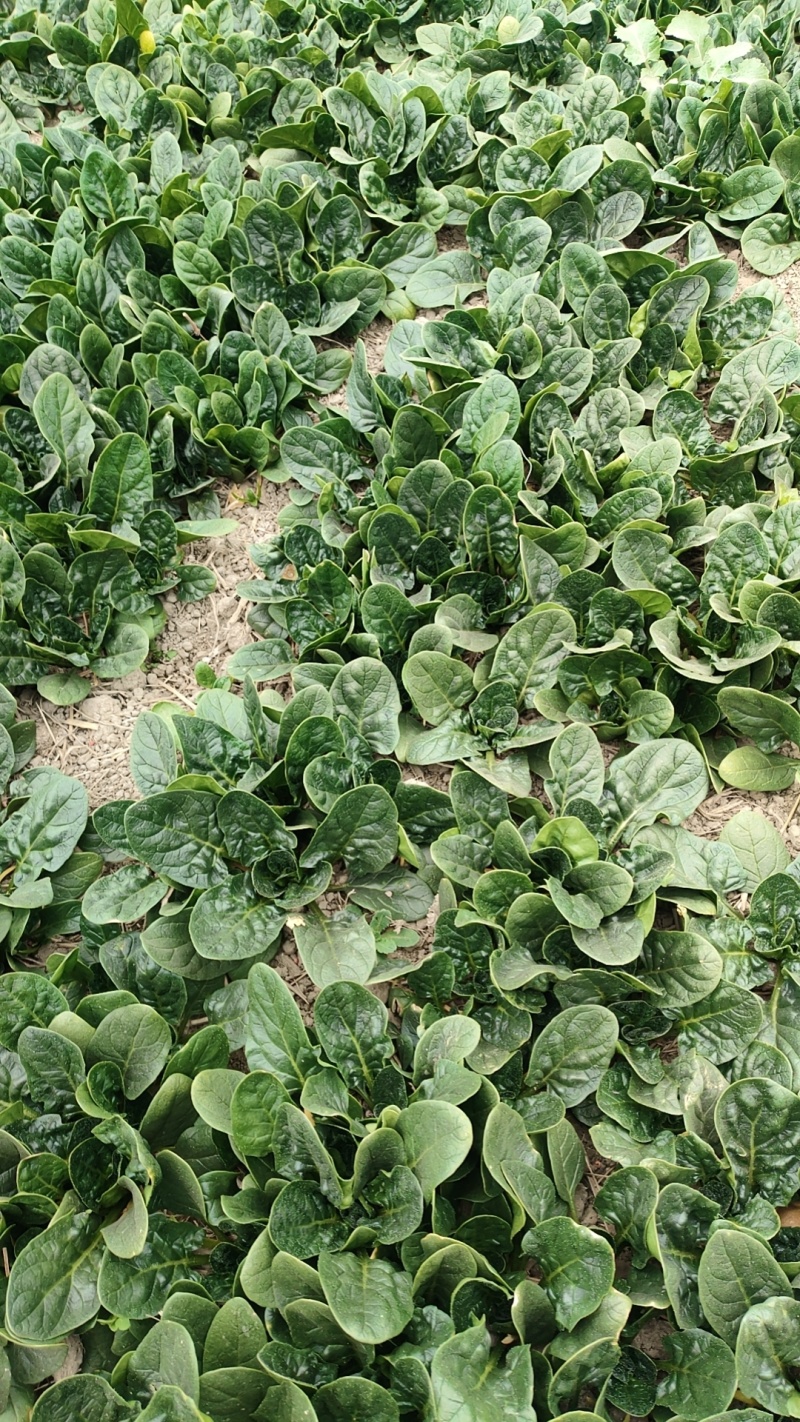 新野大棚芹菜大量上市支持各种包装