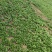 新野大棚芹菜大量上市支持各种包装