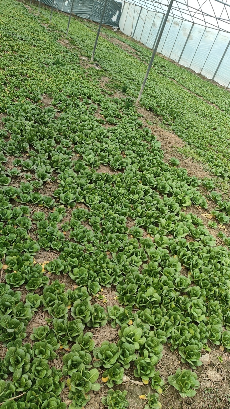 新野大棚芹菜大量上市支持各种包装