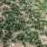 新野大棚芹菜大量上市支持各种包装