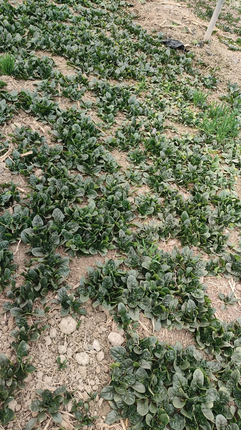 新野大棚芹菜大量上市支持各种包装