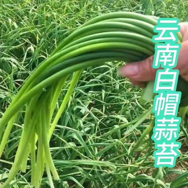 云南白帽蒜苔大量上市全国发货，欢迎进店沟通