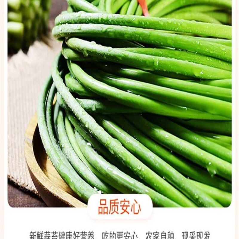 云南白帽蒜苔大量上市全国发货，欢迎进店沟通