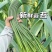 云南白帽蒜苔大量上市全国发货，欢迎进店沟通