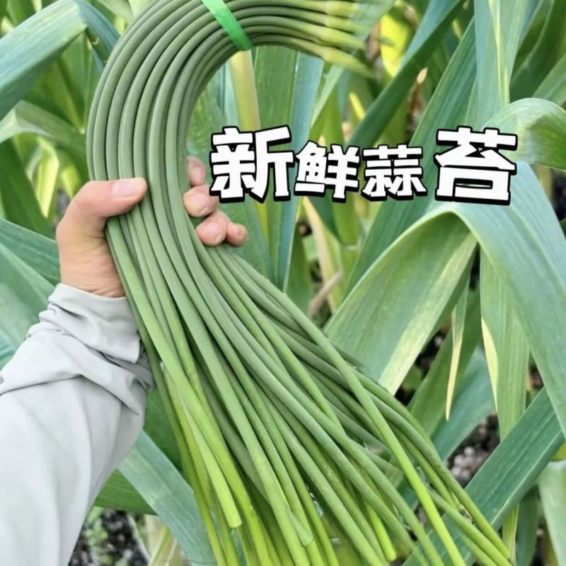 云南白帽蒜苔大量上市全国发货，欢迎进店沟通