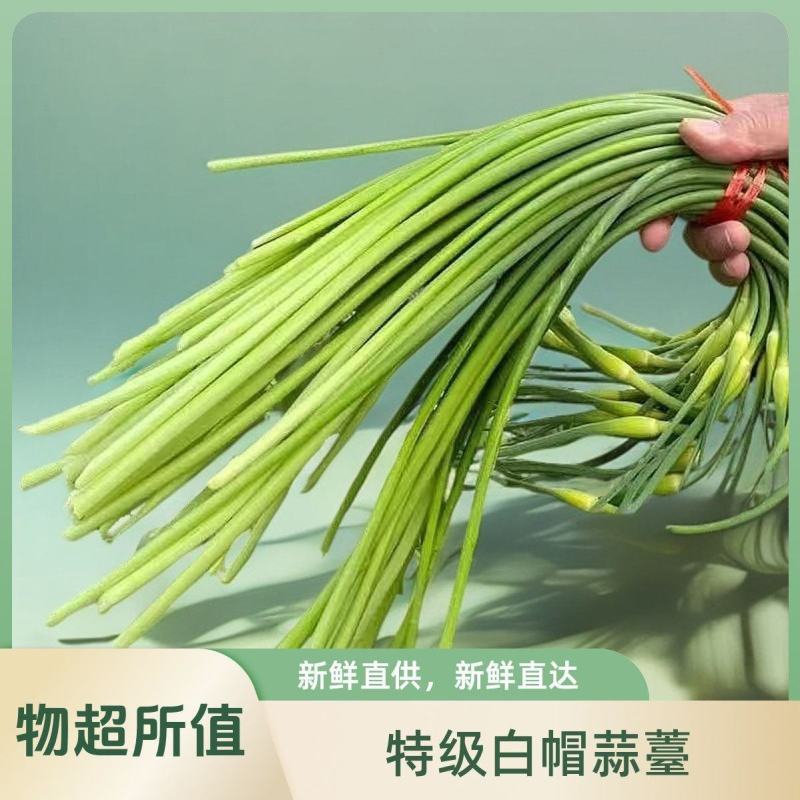 云南特级白帽蒜苔大量上市全国发货，欢迎进店沟通