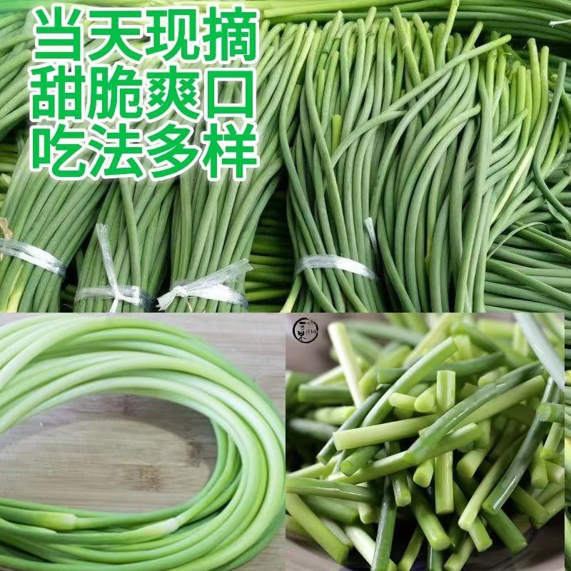 云南特级白帽蒜苔大量上市全国发货，欢迎进店沟通