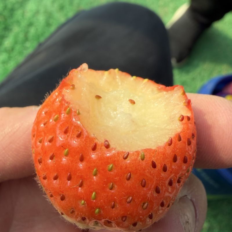 徽黄草莓种苗早熟品种徽黄草莓纯甜保纯度