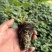徽黄草莓种苗早熟品种徽黄草莓纯甜保纯度