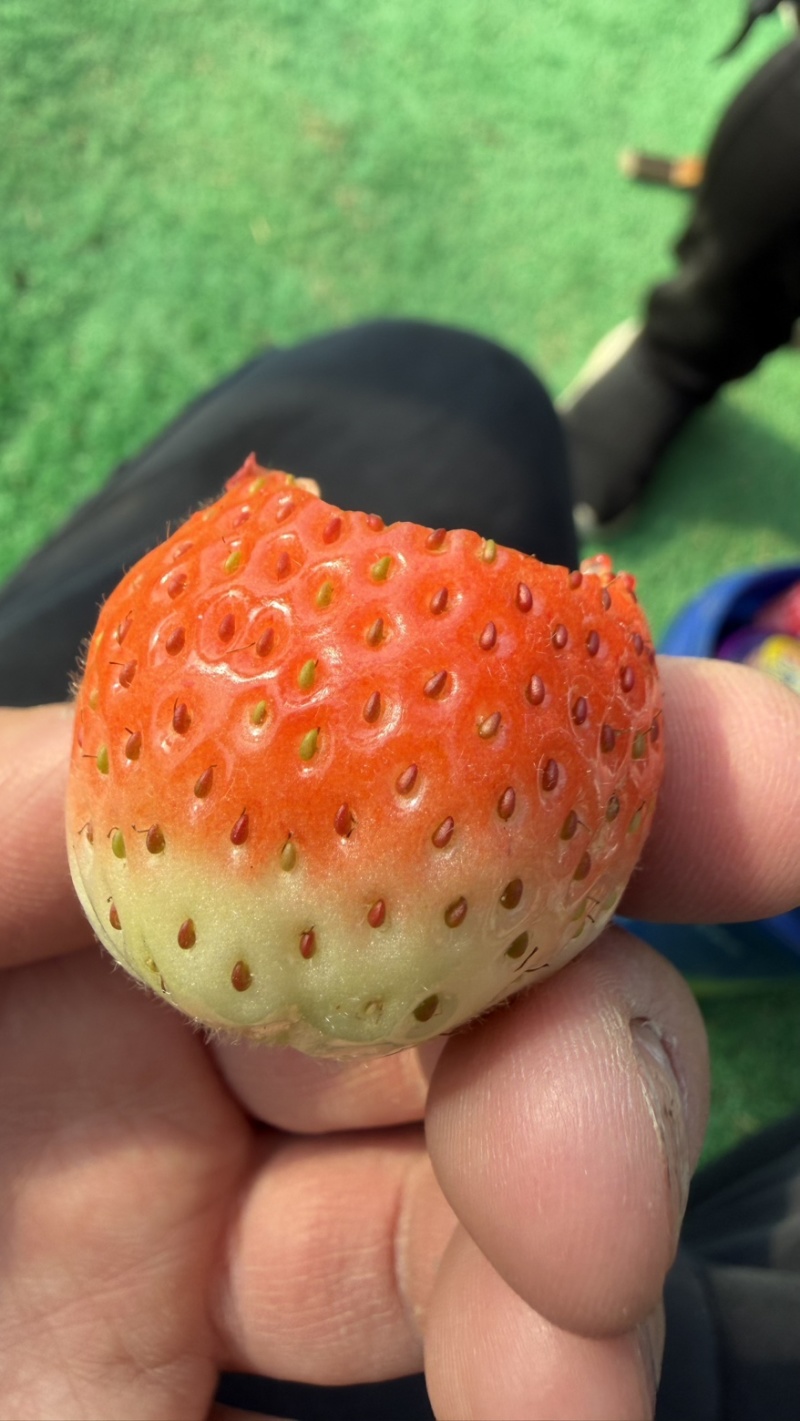 徽黄草莓种苗早熟品种徽黄草莓纯甜保纯度