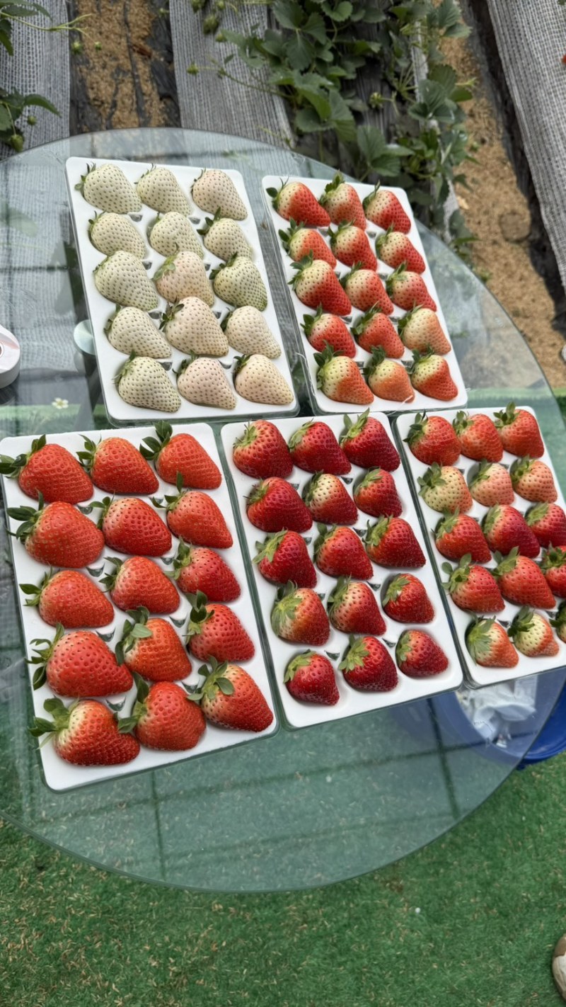 徽黄草莓种苗早熟品种徽黄草莓纯甜保纯度