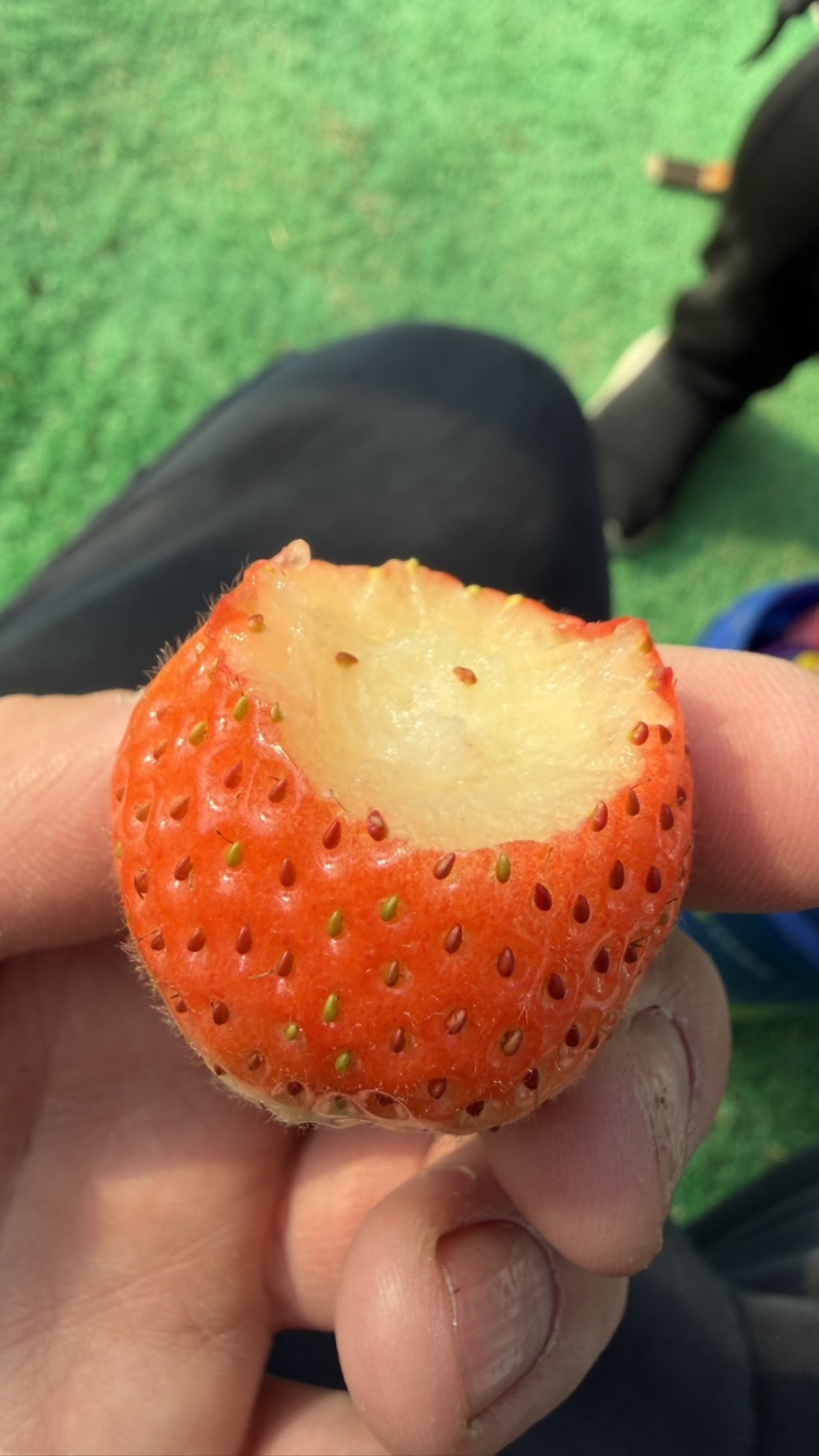 徽黄草莓种苗早熟品种徽黄草莓纯甜保纯度