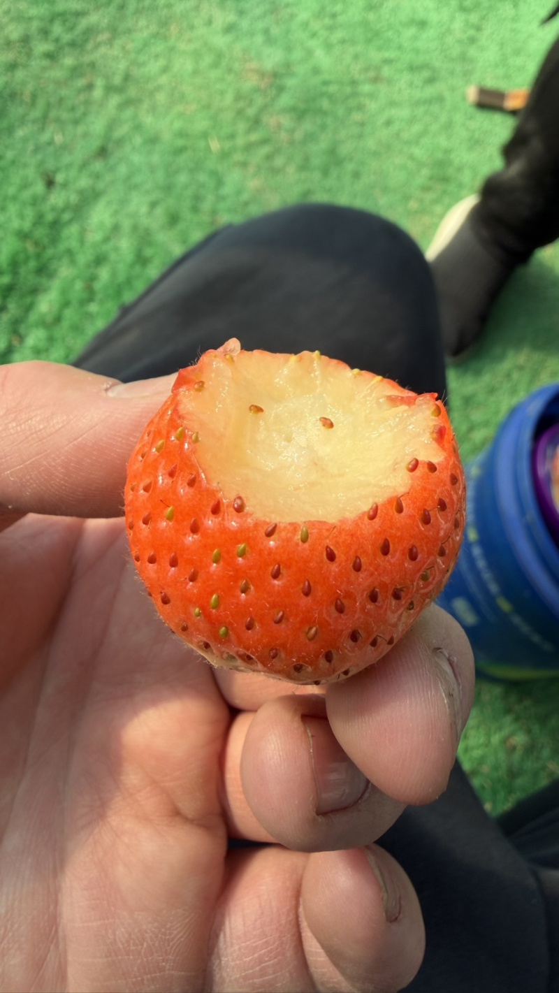 徽黄草莓种苗早熟品种徽黄草莓纯甜保纯度