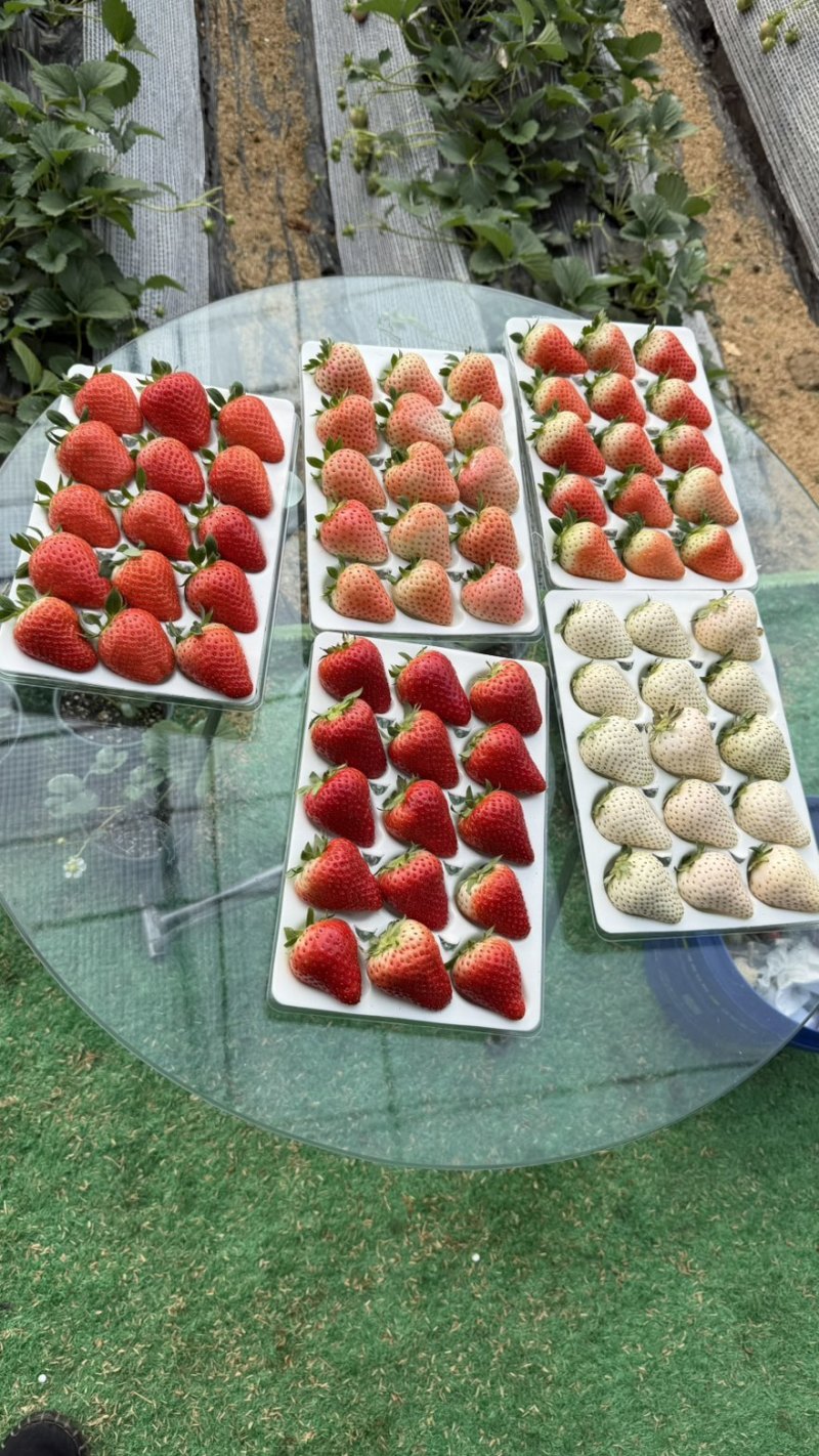 徽黄草莓种苗早熟品种徽黄草莓纯甜保纯度