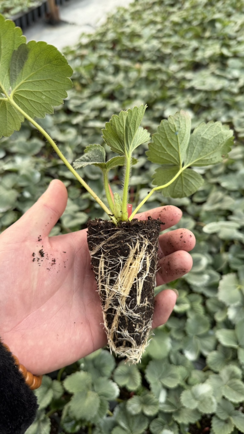徽黄草莓种苗早熟品种徽黄草莓纯甜保纯度