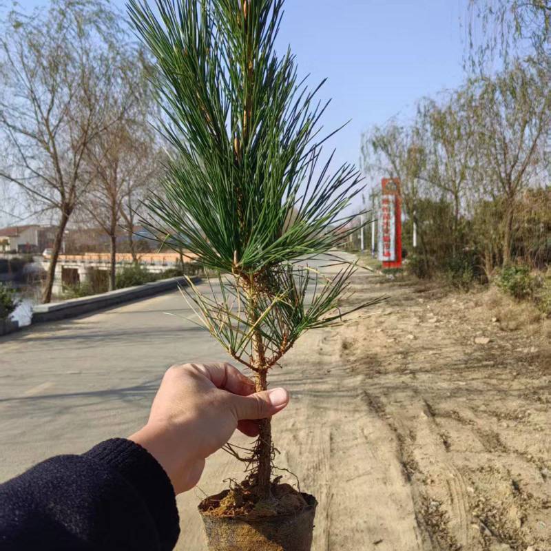 30cm-1米黑松苗规格全品质好支持视频看货基地直供