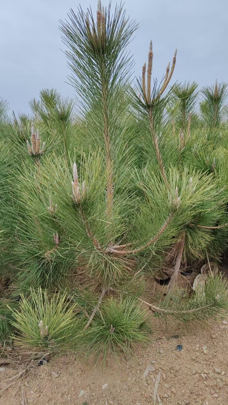 30cm-1米黑松苗规格全品质好支持视频看货基地直供